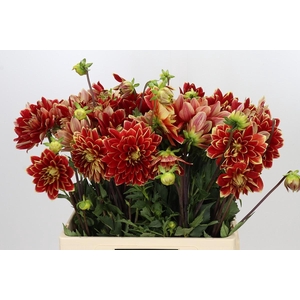 Dahlia Dutch Carnaval