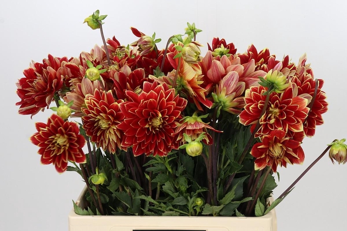<h4>Dahlia Dutch Carnaval</h4>