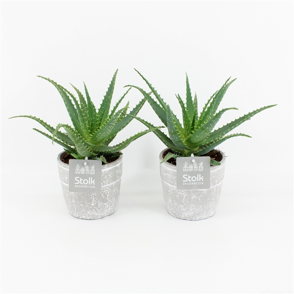 <h4>Aloe Arborescens in Stone Look Pot</h4>