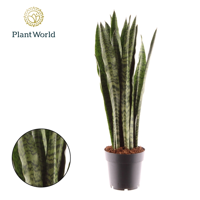 Sansevieria Zeylanica