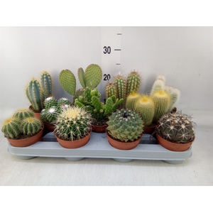 Cactus   ...mix