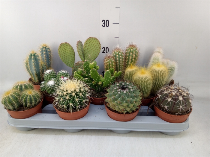 <h4>Cactus   ...mix</h4>