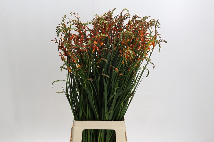 <h4>Crocosmia Red King</h4>
