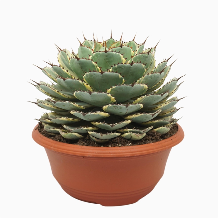 <h4>Agave   ...</h4>