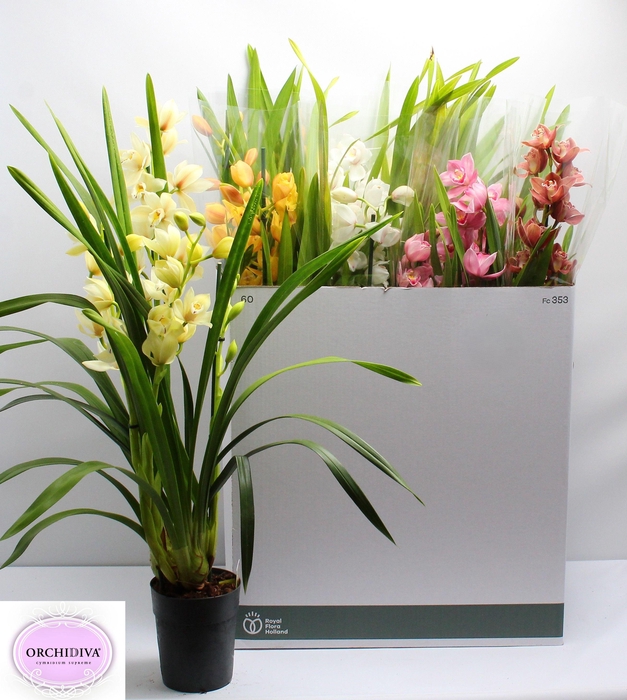 <h4>CYMB GEMENGD</h4>