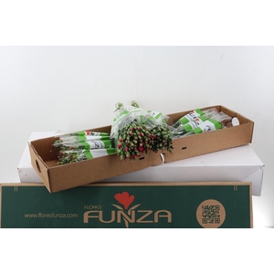 Di Solomio Imre x20 Box