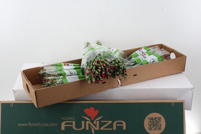 <h4>Di Solomio Imre Box</h4>