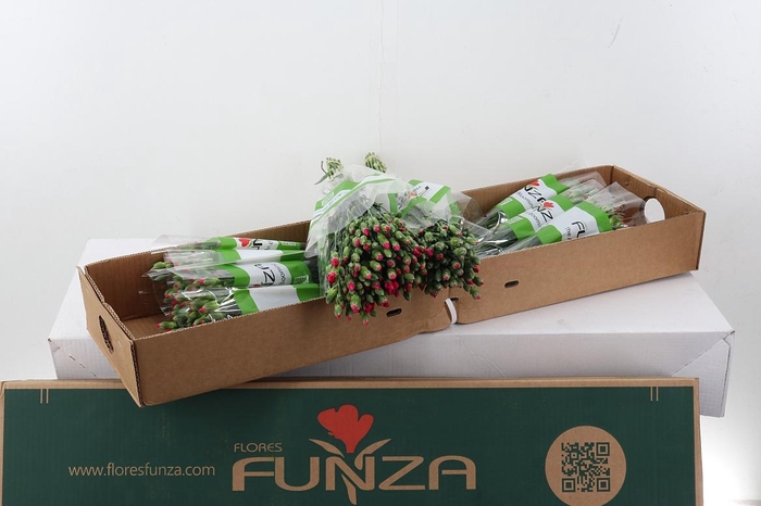 <h4>Di Solomio Imre x20 Box</h4>