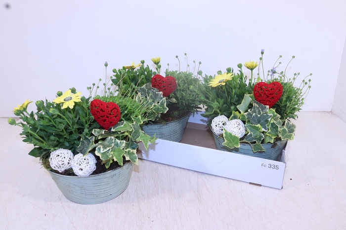 <h4>ARR TUINPLANTEN</h4>