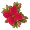 KALANCHOE BLOSSFELDIANA 'MINI'