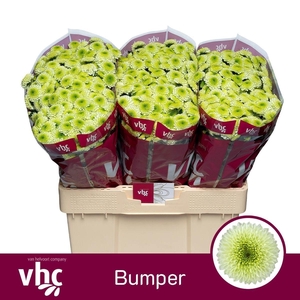 Chr S Aaa Bumper 950gr