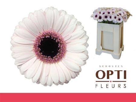 <h4>Ge Mi Abby Lou</h4>