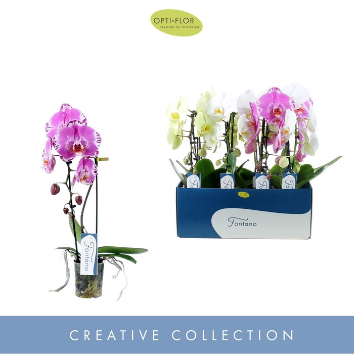 <h4>Phal Fontano Gemengd 1 Tak</h4>