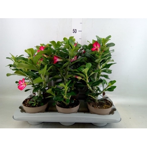 Adenium obesum 'Anouk'
