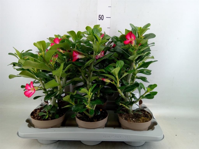 <h4>Adenium obesum 'Anouk'</h4>