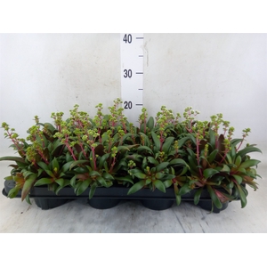 Crassula rosularis