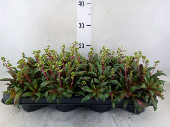 <h4>Crassula rosularis</h4>