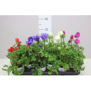 Anemone Coronaria Harmony Mix In Tray