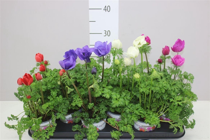 <h4>Anemone Coronaria Harmony Mix In Tray</h4>