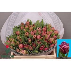 Tulipa fr mascotte