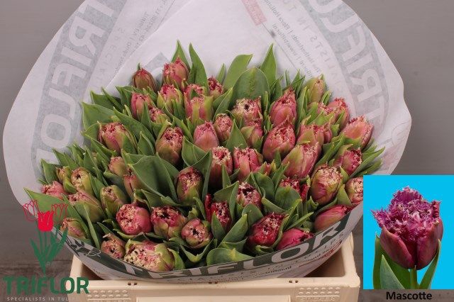 <h4>Tulipa fr mascotte</h4>