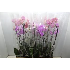 PHALAENOPSIS CASCATA P12
