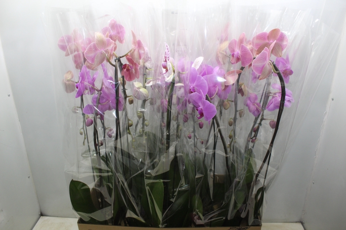 <h4>PHALAENOPSIS CASCATA P12</h4>