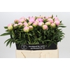 Paeonia Dinner Plate