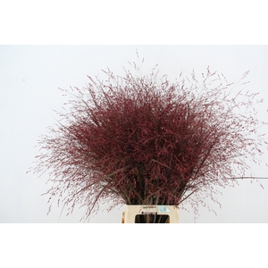 GRAS SIERGR KLB DARK RED