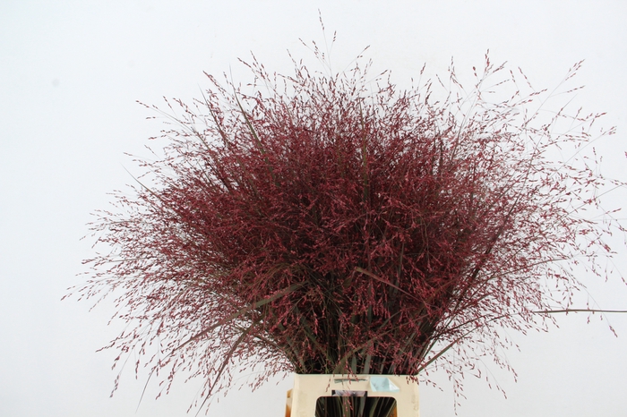 <h4>SIERGR KLB DARK RED</h4>