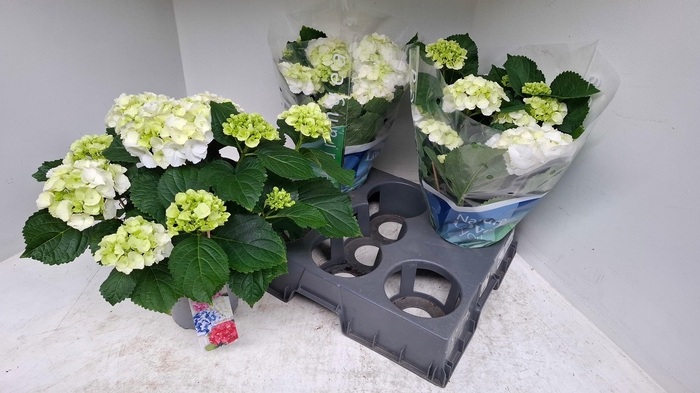 <h4>HYDR M SCHNEEBALL</h4>