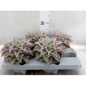Echeveria   ...
