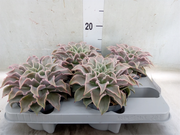 <h4>Echeveria   ...</h4>