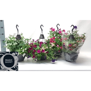 OVERIGE HANGPLANTEN