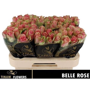 R Gr Belle Rose