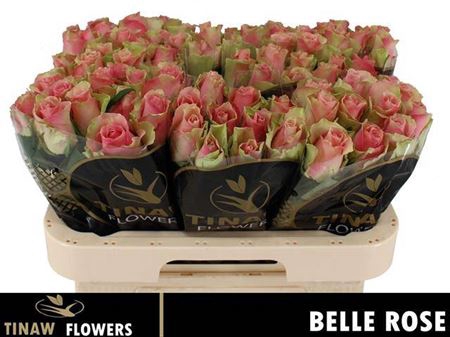 <h4>R Gr Belle Rose</h4>