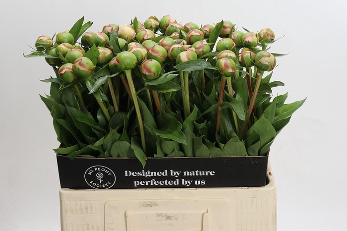 <h4>Paeonia Alertie</h4>