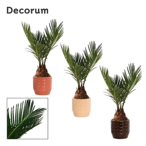 Cycas revoluta 6 cm, 3+ veren in Sanne (Nature Love-collection)