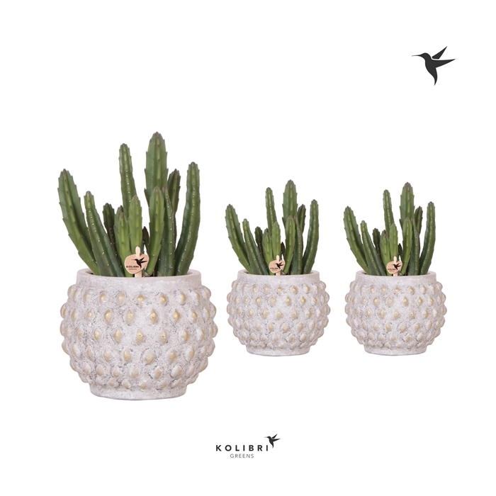 <h4>Kolibri Greens Stapelia in Marrakesh gold-copper</h4>