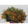 Banksia Dryandra