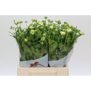Ranunculus Butterfly Graces