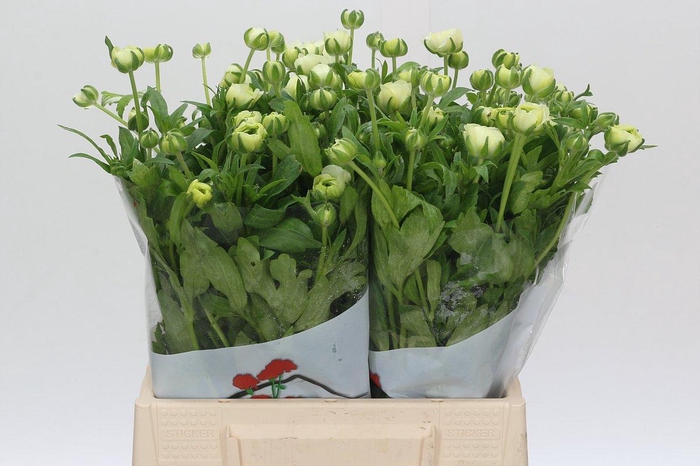 <h4>Ranunculus Butterfly Graces</h4>