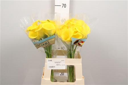 <h4>Zant Gold Label</h4>