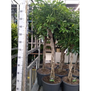 Schefflera arbor. 'Compacta'