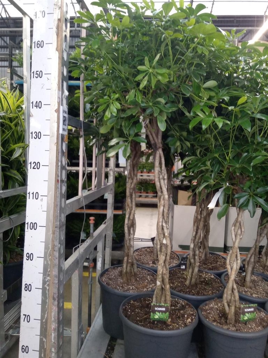 <h4>Schefflera arbor. 'Compacta'</h4>