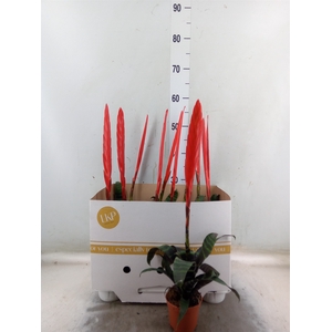 Vriesea  'Era'