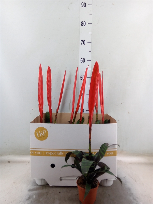 <h4>Vriesea  'Era'</h4>