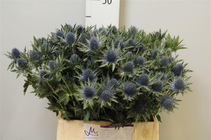 <h4>Eryn Aquarius Qstar</h4>