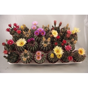 Cactus bloeiend gemengd