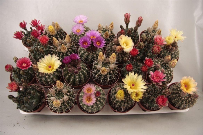 <h4>Cactus bloeiend gemengd</h4>